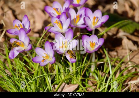 Wunderschöne violette Krokusblüten blühen im Frühjahr. Stockfoto