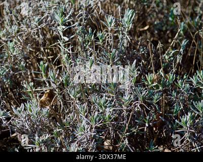 Nahaufnahme von Lavendelbuszweigen mit silbergrünen Blättern im Garten. Stockfoto