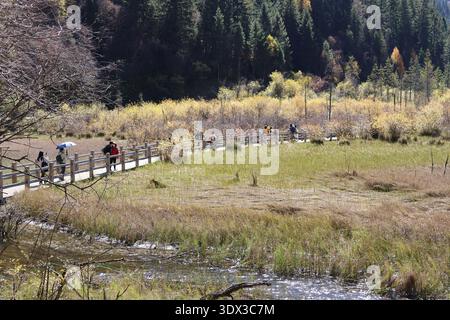 Blick auf farbenfrohe Wälder mit Touristen im Herbst in der Nähe des Arrow Bamboo Lake (Jiànzhú Hǎi), Jiuzhai Valley National Park, China Stockfoto