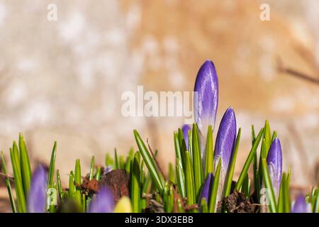 Nahaufnahme von violetten Krokusblüten aus Gras bei warmem Sonnenlicht. Die geringe Tiefe des Feldes unterstreicht frisches Wachstum und saisonale Erneuerung. Stockfoto