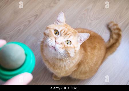 Niedliche Ingwerkatze, die auf dem Boden sitzt und auf die Hand blickt, die Katzenminze hält Stockfoto