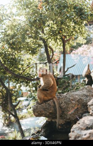Einmaliger Makaken-Affe, der auf Felsen sitzt und von Bäumen umgeben ist, in tropischer urbaner Umgebung Stockfoto