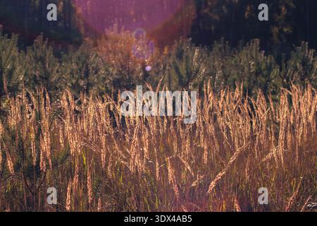 Großes Grasfeld, das im Wind schwingt und Sonnenlicht erzeugt ein natürliches Lens Flare und goldenes Licht über der Landschaft Stockfoto