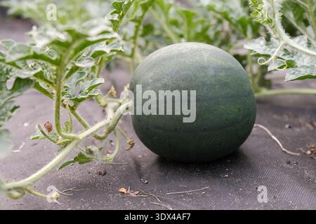 Wassermelone Pflanze Close-up wächst auf Landschaftsgestaltungsstoff im Gartenbett mit gesunden grünen Blättern Stockfoto