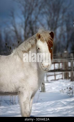 Atemberaubender isländischer Pinto-Pferdehengst im Winter Stockfoto