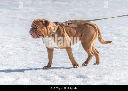 Ein goldroter Dogue de bordeaux läuft im Winter an der Leine im Schnee. Goldrote Farbe. Dogue de Bordeaux. Hundegang. Französische Hunderasse. Stockfoto