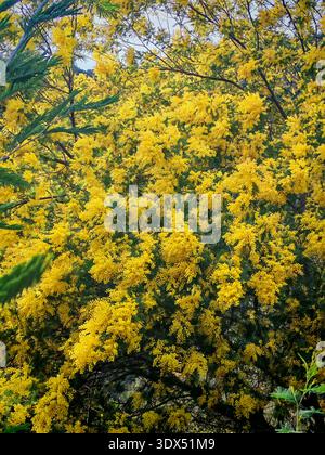 Tal der gelben Mimosen in Frankreich mit wunderbarem Geruch Stockfoto