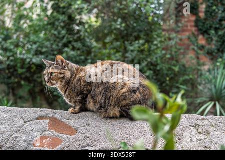 Profilansicht einer Schildpattkatze, die ruhig auf einer grauen Steinmauer mit einem grünen, verschwommenen Hintergrund sitzt. Konzept: Haustiere, Haustiere und friedlich Stockfoto