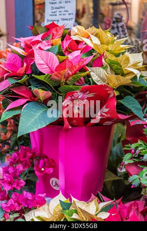 Leuchtende rosafarbene und gelbe Weihnachtsstern im Florist Shop Stockfoto