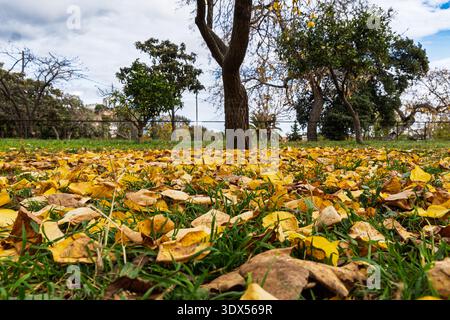 Ein niedriger Blickwinkel, der einen Teppich aus goldenen Herbstblättern auf einem Rasen unter Bäumen zeigt. Stockfoto