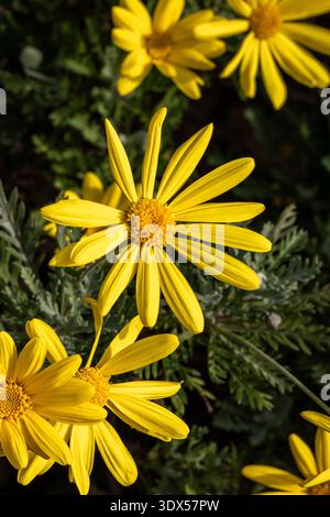 Eine Ansammlung gelber Gänseblümchen-ähnlicher Blumen, die unter dem natürlichen Sonnenlicht in einem mediterranen Garten leuchten. Stockfoto