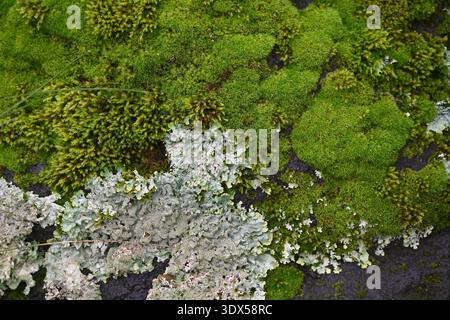 Miniatur-Ökosystem, Moos und Flechten auf Felsen Stockfoto