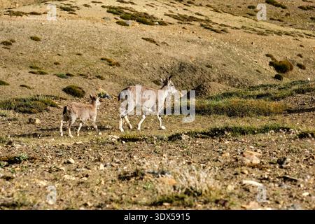 Ein blaues Schaf und sein Lamm wandern über einen felsigen, trockenen Berg oberhalb von KAZA, mit karger Vegetation, die auf dem sonnendurchfluteten, abfallenden Gelände sichtbar ist. Stockfoto