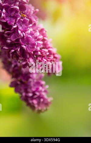 Schöne Fliederblüten Lila Fliederblüten auf dem Busch, Sommer Hintergrund. Stockfoto