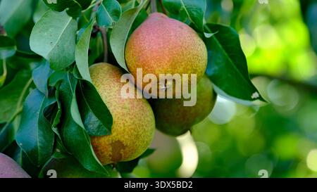 Eine Gruppe reifer Birnen mit rötlichem Rot hängt zwischen grünen Blättern an einem Baumzweig in einem Garten. Nahaufnahme. Stockfoto