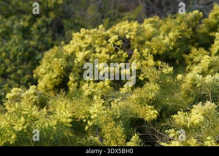 Üppiger Mimosa-Busch in voller goldener Blüte mit federndem Laub auf dem Hügel der französischen Riviera Menton, Frankreich Stockfoto