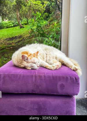 Faial, Azoren, Portugal Katze schläft auf einem lila Kissen. Die Katze ist weiß und orange Stockfoto