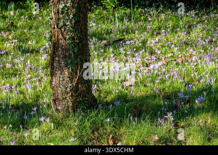 Nahaufnahme von Krokusblüten, die um die Basis eines Efeu-bedeckten Baumes in einem neuen Waldfeld wachsen. Stockfoto