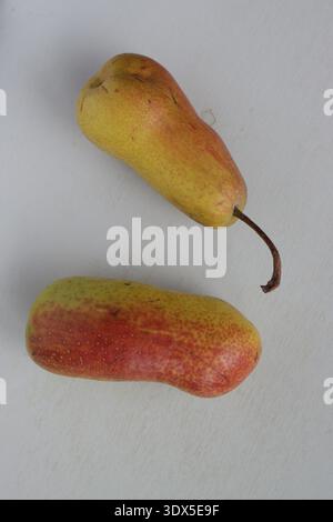 Zwei reife gelbe Birnen Nahaufnahme auf weißem Hintergrund, Draufsicht. Vertikales Foto von zwei schönen Birnen. Stockfoto