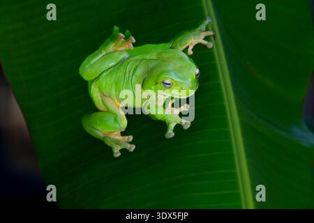 Australischer grüner Baumfrosch oder litoria caerulea, der auf einem Bananenpalmenblatt sitzt und in Kimberley Western Australia nach oben blickt. Stockfoto