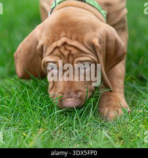 Ungarischer Vizsla-Welpe schnüffelt das Gras Stockfoto