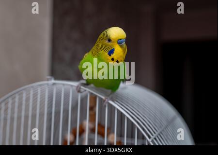 Ein bezaubernder grün-gelber Budgie (Melopsittacus undulatus) schaut mit einem geneigten Kopf in die Kamera. Der Haussittich sitzt auf seinem Draht ca. Stockfoto