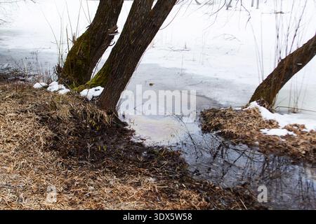 Das Auftauen im Frühjahr am gefrorenen Lake Shore mit moosbedeckten Bäumen und schmelzendem Eis Stockfoto
