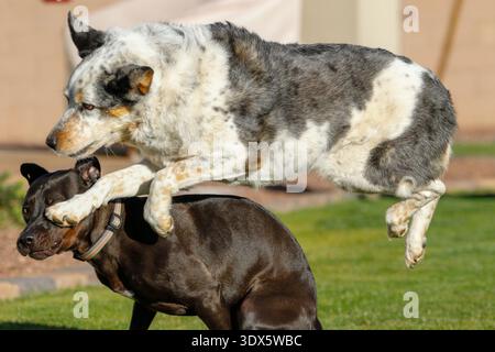 Zwei gemischte Familienhunde spielen im Garten an einem sonnigen Tag, einer springt über den anderen Stockfoto