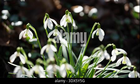 Schneeglöckchenblumen am blauen Himmel im Frühjahr Stockfoto