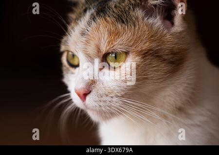 Nahporträt eines dreifarbigen Katzenkopfes mit dunklem Hintergrund Stockfoto