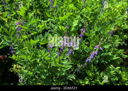 Close up Galea orientalis ist allgemein als futtergalega bekannt, mit verschwommenem Hintergrund im Garten Stockfoto