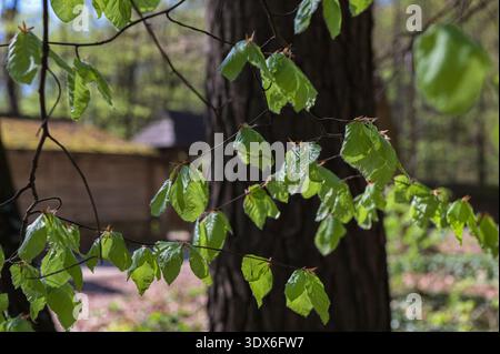 Frühlingswald - frische Blätter und Sonnenstrahlen. Detail der frischen Buchenblätter im frühen Frühling. Stockfoto