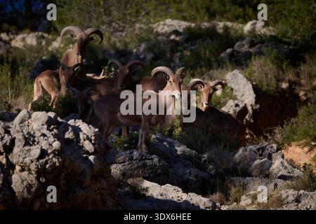 Eine Gruppe wilder spanischer Steinböcke, auch bekannt als Arrui, steht auf felsigem Gelände in den Bergen Spaniens. Diese majestätischen wilden Ziegen gedeihen in ihrer Natur Stockfoto
