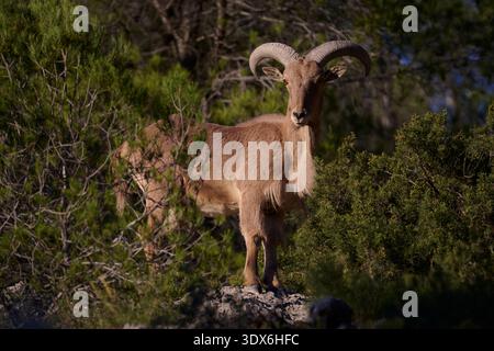Ein wildes Arrui, auch bekannt als Berberschafe, steht majestätisch auf einem felsigen Gelände inmitten von üppigem Grün in Spanien. Seine imposanten Hörner und das robuste coa Stockfoto
