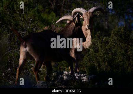 Zwei wilde Arrui-Ziegen durchstreifen das üppige Grün eines bergigen Geländes in Spanien und zeigen die natürliche Schönheit und die Vielfalt der Tierwelt des regi Stockfoto