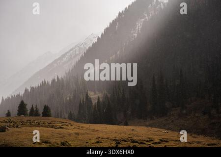 Nebliges Alpental in Kirgisistan mit Kiefernwäldern und teilweise verschneiten Berghängen. Dramatische Hochlandlandschaft. Stockfoto