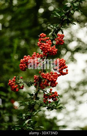 Pflanzengruppe Closeup Mit Waldambiance. Detailliertes Bild Von Lebendigen Roten Beeren Mit Rustikaler Umgebung Stockfoto