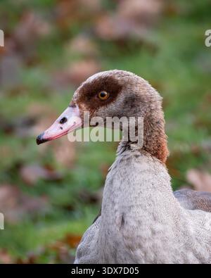 Ägyptische Gans, die auf grünem Gras mit herabfallenden Herbstblättern in einer parkähnlichen natürlichen Umgebung wachsam stehen. Das Bild zeigt das unverwechselbare Gefieder pi Stockfoto