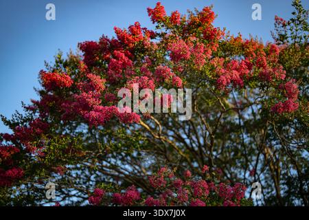 Rote Blumen blühen auf einem Baumzweig gegen blauen Himmel. Blühende Blumen im Sommer. Baumzweige bedeckt mit roten Blumen. Die Lagerstroämieblume. Stockfoto
