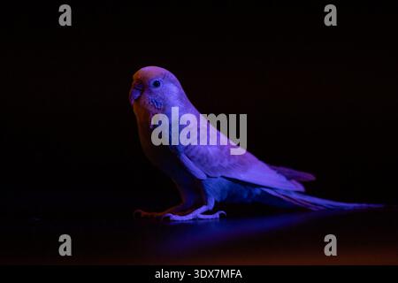 Unauffälliges Foto eines blauen Budgie, der mit violettem Licht beleuchtet wird und surreale und ungewöhnliche Farbeffekte auf den Federn erzeugt. Stockfoto
