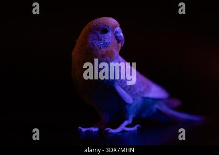 Unauffälliges Foto eines blauen Budgie, der mit violettem Licht beleuchtet wird und surreale und ungewöhnliche Farbeffekte auf den Federn erzeugt. Stockfoto
