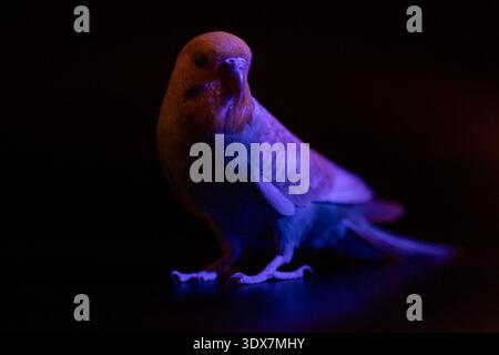 Unauffälliges Foto eines blauen Budgie, der mit violettem Licht beleuchtet wird und surreale und ungewöhnliche Farbeffekte auf den Federn erzeugt. Stockfoto