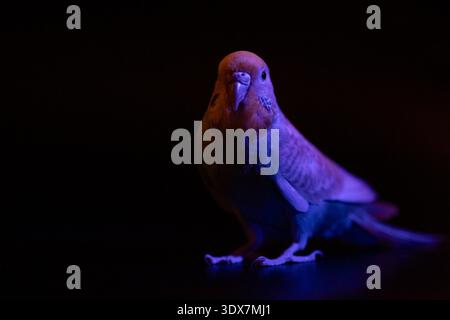 Unauffälliges Foto eines blauen Budgie, der mit violettem Licht beleuchtet wird und surreale und ungewöhnliche Farbeffekte auf den Federn erzeugt. Stockfoto
