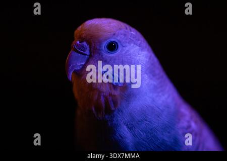 Unauffälliges Foto eines blauen Budgie, der mit violettem Licht beleuchtet wird und surreale und ungewöhnliche Farbeffekte auf den Federn erzeugt. Stockfoto