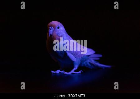 Unauffälliges Foto eines blauen Budgie, der mit violettem Licht beleuchtet wird und surreale und ungewöhnliche Farbeffekte auf den Federn erzeugt. Stockfoto