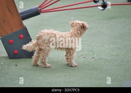 Hund steht in der Nähe von Spielgeräten in einem Park Stockfoto