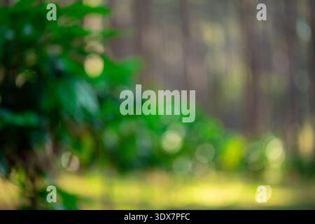 Unscharfes Bild der Ernte roter reifer Kaffeesamen Robusta arabica Beeren, die Kaffeefarm ernten. Ernten Sie Kaffeebohne reife rote Beeren Pflanzen frischen Samenkaffee Stockfoto
