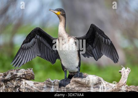 Kormoran (Phalacrocorax Carbo) Stockfoto