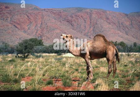 WILDES (WILDES) KAMEL (CAMELUS DROMEDARIUS) IN DER GROSSEN VICTORIA WÜSTE, OUTBACK WESTERN AUSTRALIA. Stockfoto
