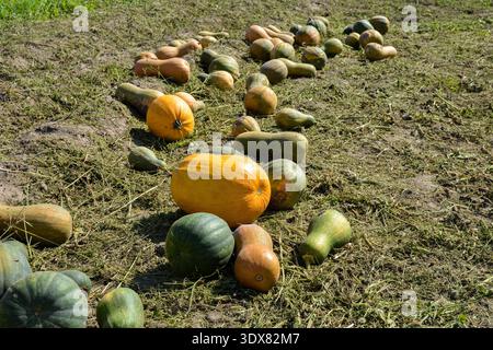 Kürbisernte. Eine Menge Kürbislinie auf dem Feld. Massives Kürbisfeld auf der Farm mit vielen Kürbissen, die auf dem Boden liegen. Stockfoto
